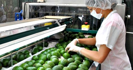 Implementación de buenas practicas de higiene para establecimientos que manejan y procesa alimentos