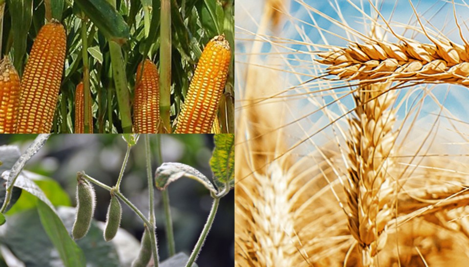 Tecnologia de Cereales y Oleaginosas